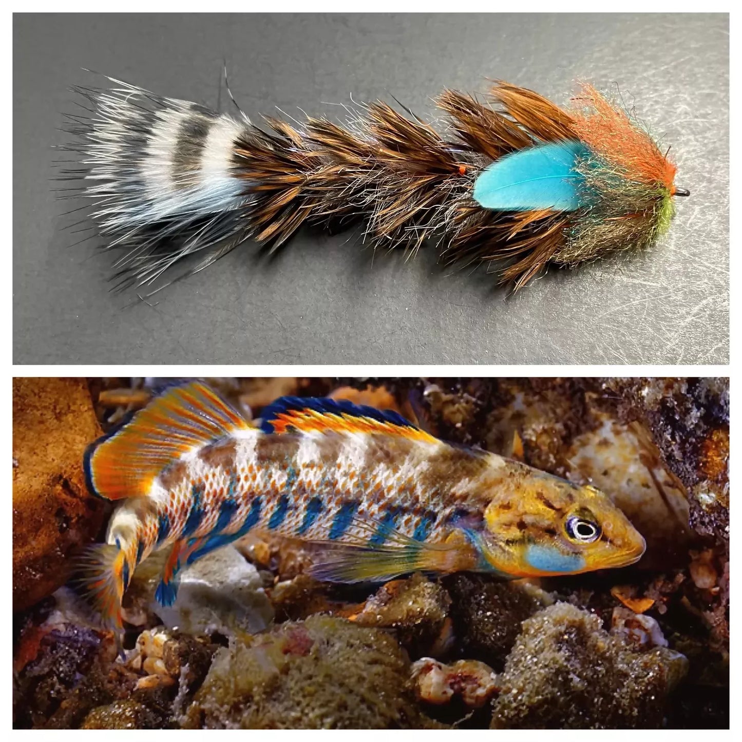 Feather Brush Head Game Changer: Rainbow Darter BLUE